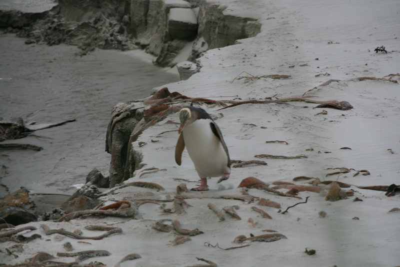 Nieuw-Zeeland 2011 - 2015